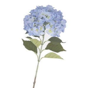 Ortensia azzurra