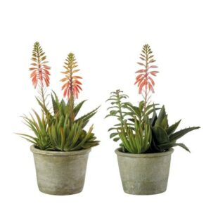 Composizione piante grasse con 2 vasi in ceramica- set 2 pz L'OCA NERA