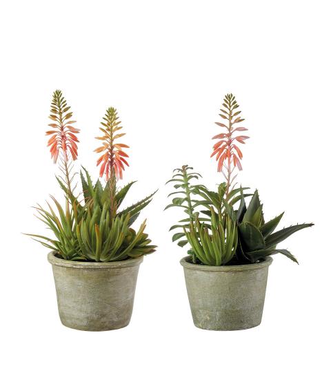 Composizione piante grasse con 2 vasi in ceramica- set 2 pz L'OCA NERA